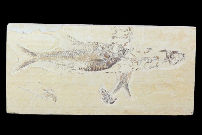 Bargain, Fossil Fish Plate (Diplomystus & Knightia) - Wyoming #100607